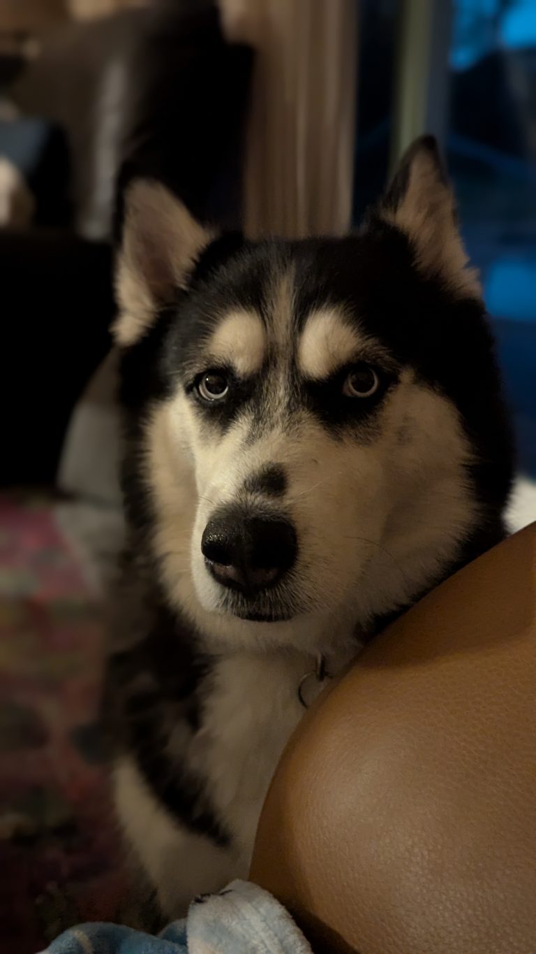 Nova
