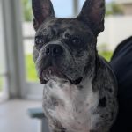 Milo